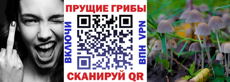 omg ССЫЛКА  Чита  Галлюциногенные грибы мухоморы 